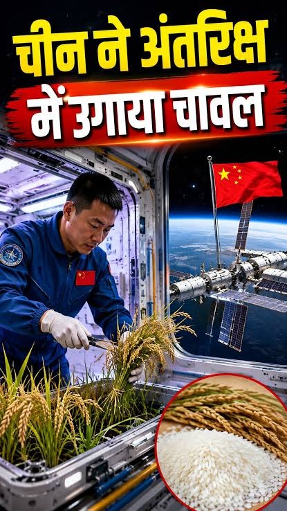 China Grows Second-Generation Rice in Space: Scientists Study the Effects of Microgravity